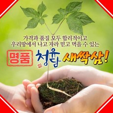 새싹삼키우기