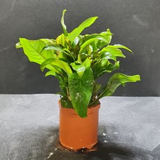 네덜란드헤어제품