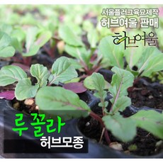[허브여울모종] 루꼴라 (식용허브/로켓샐러드) 서울육묘생산 정품허브모종, 50개