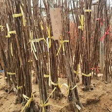 태추단감나무 배단감나무 묘목 특묘 유실수 과실수, [ 태추단감나무 묘목 접목1년생 ], 1개