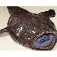 완도 손질 아귀 원물3kg (손질후2kg) 아구찜 아구탕 위간포함, 1개