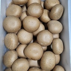 충남 무농약 브라운 양송이버섯 1kg 2kg 친환경 양송이 버섯, 1kg / 특품, 1개