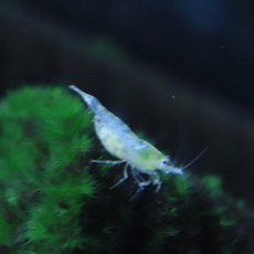 9343b36e6319318147b3c179d027b060b35c5d726818e05aa4273170be63.jpg