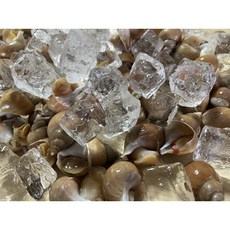 선주직송 백골뱅이 특등품 굿사이즈, 1개, 특대 1kg [ 8미 내외 ]