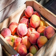 경북청도복숭아