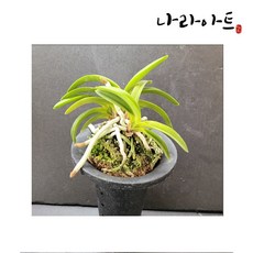 나라아트 취화전(특대)