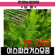 모종-아스파라거스모종 105구 약100개 아스파라긴산, 100개