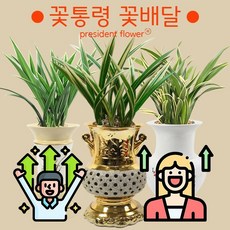 동양난 서양난 동양란 서양란 승진축하난 고급난 난배달, (선택31)황금채홍, 1개