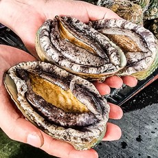 완도산지직송 활전복 1kg(8-9미) 특대사이즈 산소포장 선물세트, 1개, 활전복1kg(8-9미)+선물세트