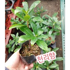 천리향