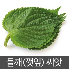 깻잎 씨앗 들깨 종자 잎들깨 씨 토종 재래종 1000알, 1개