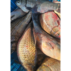 동부민물수산 국내산 신선한 수산물 (내장제거) 떡붕어 3.4kg 한팩, 1개