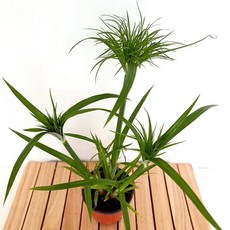 싱고니움수경재배