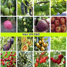 유실수 묘목 나무 대추 감 매실 사과 체리 복숭아 자두 살구 배 포도 왕오디 밤 아로니아 블루베리 석류 복분자 왕보리수 앵두나무 모과 무화과 호두 칼슘나무 꾸지뽕나무, 10.배나무접목1년생11.포도나무 삽목1년생, 1개