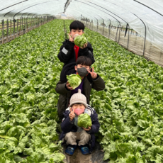 양상추 국내산 산지직송 6통 12통 식자재 프리퀸, 12개