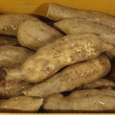 국내산 야콘특 상 보통 즙용, 1박스, 특10kg