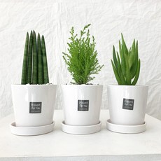 Green Flower 그린플라워 소형 도자기 화분 3종 2번세트 스투키 율마 미니알로에, 그린