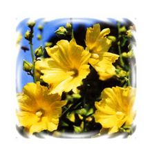 2d1830fe17218478e59ebb13e4ff9dc8956ef2bf045fd6f3e71615798707.png