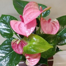 안스리움포스터