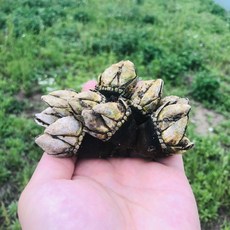 거북손제철
