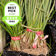 [국내산] 흙쪽파 쪽파 깐쪽파 잔파 쪽파김치 실파 산지직송 흙 쪽 파, 1개, 1kg