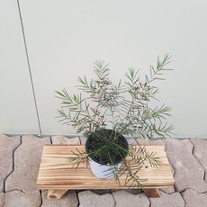 오후햇살 왁스플라워(소중품) 꽃대있어요
