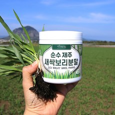 순수 제주 새싹보리 분말 1+1 에어분쇄 친환경 무농약 저온건조 보리어린잎 자연밭담, 2개, 170g