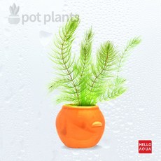 수초) 항아리속 수초 마츠모(어항장식 수족관꾸미기)