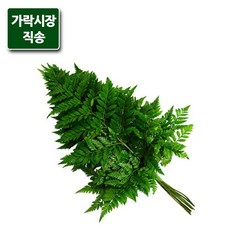 노무라잎