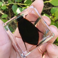 매미박제
