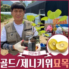 골드키위묘목