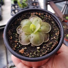 벌레잡이제비꽃