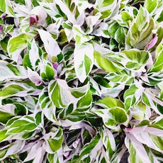 에덴플랜트 칼라데아 퓨전화이트 소품 무늬 고급식물 희귀 공기정화 반려식물 1개