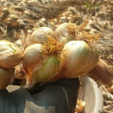 유황으로 키운 토종쪽파 종구, 1kg, 1kg, 1개