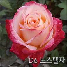 금강원예 장미묘목 사계명품땅장미, D6 노스텔자