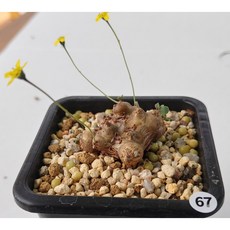 아프리카식물/오쏘나 카카리오이데스