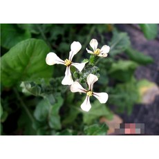 허브(Herb)/채소식물 루꼴라(로켓) 갈색플라스틱모종 4개 (L0306)