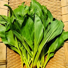 홍천 부드러운 명이나물 산마늘 산지직송 대명이, 1박스, 2KG