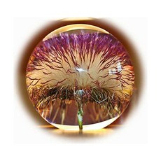 하포드단델리온