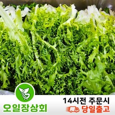 < 오일장 상회 > 국내산 치커리 쌈야채 2kg 4kg내외’></p>
<p style=