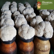 드림버섯농장 노루궁뎅이버섯키우기 키트, 1세트