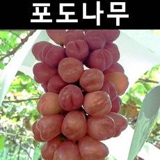 포도(와가미치/붉은샤인머스켓) 접목1년(대목188) 뿌리 1개/나무 묘목/과실수/유실수