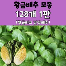 모두다팜 황금배추모종 128구 황금리코 배추 황금베타 김장배추 모종, 128개