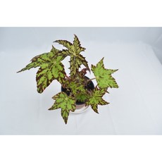 이케아렉스베고니아