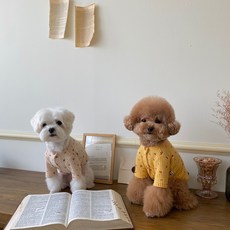 봉쥬르뚜뚜우비