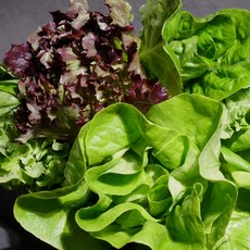 [한정특가]무농약 유럽 샐러드 채소 1kg(특) 랜덤구성/ 농협 산지직송 European salad vegetables, 1개