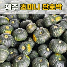 제주 햇 초미니 단호박 밤호박 보우짱 5kg 10kg