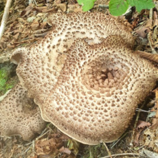 생능이버섯 국산능이버섯 1kg 최상품 건능이버섯 90g 강릉오대산능이, 생능이 1kg 최상품, 1박스