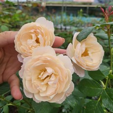 영국서스펜더