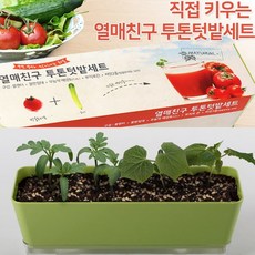 다이소 식물 스위트 바질 방울토마토 해바라기 집에서 야채 키우기 심기 기르기 키트 세트, 배양토 오이 방울토마토 씨앗 플랜터 세트
